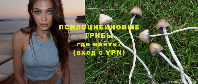 Галлюциногенные грибы Psilocybe  Ивангород 